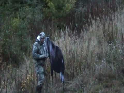 Montana Moose Decoy Setup and Takedown