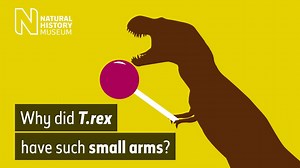 How did Tyrannosaurus rex use its arms? | Natural History Museum