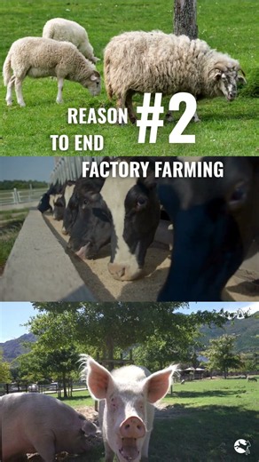 Reason #2 to end factory farming #shorts #compassion #farming