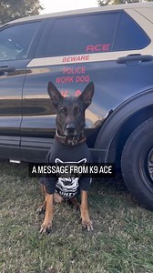 6.6K views · 258 reactions | Our K9 Competition is heating up as K9 Ace defends his title! Who’s coming to see who takes home the championship belt on Saturday, Nov. 18?  ️$5 for adults, kids are FREE: https://www.eventbrite.com/e/k9-competition-tickets-655182988957 | K9s United | Facebook