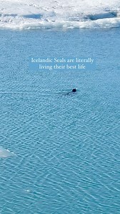 27K views · 36 reactions | Swimming in a glacier lagoon and I’m just tryna stay afloat 玲 流 There are so many seals in Iceland, and you can find them everywhere! I’ll send you a list of places they are sure to be if you comment “seals” down below. I’m send it right to your inbox 珞 #iceland #icelandtravel #icelandtrip #icelandroadtrip #travel #seals | kyanasue | Facebook