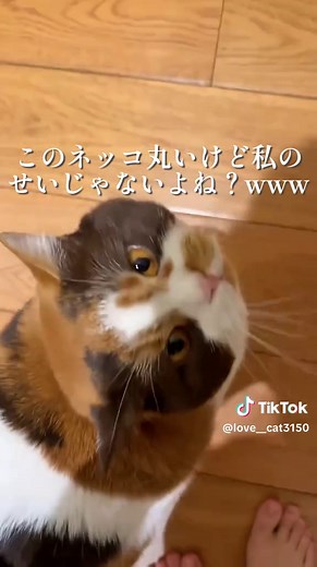 可愛すぎる猫の動画集