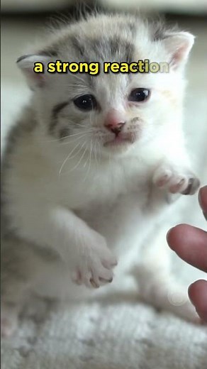 Is it okay to give catnip to kittens? #cats