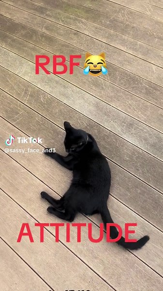 Don’t mind me.., this is my face most times😹#rbf #catsoftiktok #blackcat #sassyface #cattok