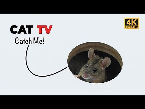CAT TV 🐭 Peekaboo Mouse for Cats to Watch with Sound 😺
