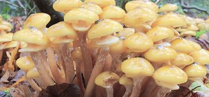 Weird Science: Humongous Fungus
