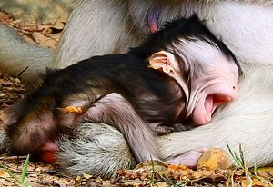 135K views · 4.1K reactions | Baby monkey Tia open big mouth scream no sound so upset mom Tara don't allow milk | Adorable Monkey | Facebook