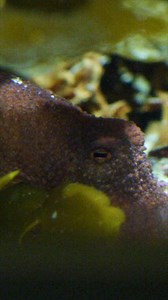 From a sand-shrouded angel shark to an octopus’s color-changing camouflage, many ocean animals are masters of disguise—no magic required! ✨ Though the depths hold many mysteries, there’s no hidden veil between us and the underwater world. 🖤So dive in and join the masquerade sea-lebration! There’s wonder in ocean life, and caring for it helps us all. | Monterey Bay Aquarium