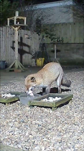 A fox visiting collecting some chicken from the water bowl