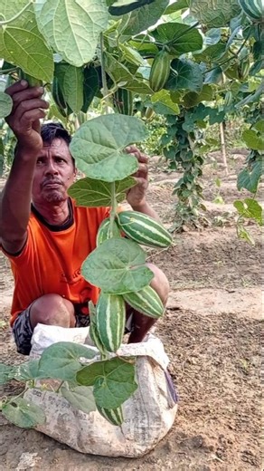 Pointed Gourd Harvest in Full Swing #shorts