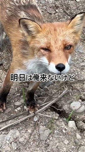 また追われてる！#shorts #きつね #どうぶつ #アニマル #あらいぐま #たぬき ＃エゾシカ#癒し