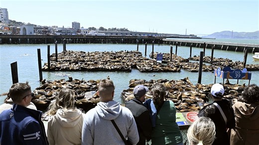 Video. Sea Lions' Spectacular Return Brings Joy to San Francisco's pier 39