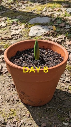 Iberis Flower Bloom in 4K 🌿 Stress Free Nature Relaxation #natureshorts #flowerbloom #shorts #viral