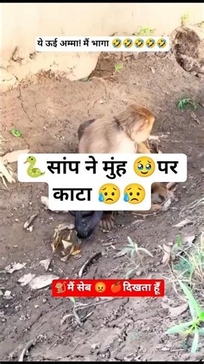 Monkey vs Snake 🐒🐍 Funny Dubbing 😂… saanp ne kya samjha? 😳#shorts