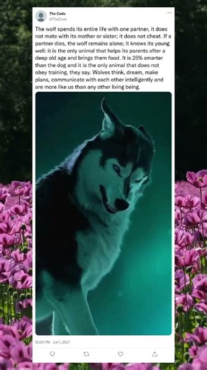 Wolves are monogamous, staying with one mate for life. #history #military