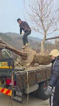 봄에는 흰꽃, 가을 겨울엔 빨간 열매가 대박인 루비산사 #나무꾼 #순천조경수판매장 #특수목