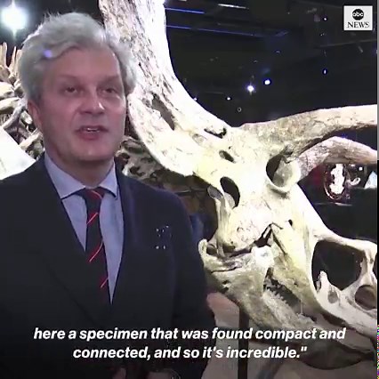266K views · 656 reactions | The largest triceratops skeleton ever discovered, which is 66 million years old, is sold to a private collector for $7.7 million at a Paris auction. https://abcn.ws/3jsNc4G | ABC News | Facebook