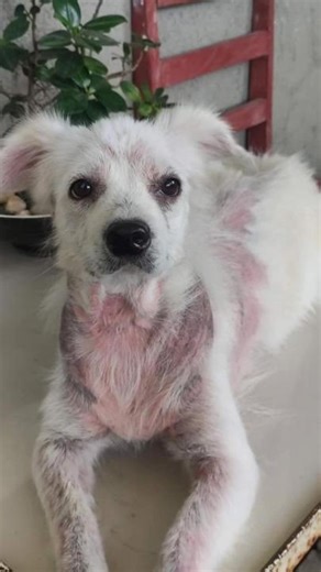 Molly's Healing Journey: A Dog's Demodex Mite Treatment Story