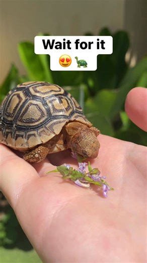 It’s crazy to think how tiny Leaf used to be! 🐢💚 From fitting in just a few fingers to filling my hand — he’s growing up so fast 😍✨ SHARE if you’ve been here since the beginning! #fblifestyle #LeafAndTwig #BabyTortoise #TortoiseLife #CuteTortoise #ShellYeah #CutenessOverload #TortoiseCommunity | Leaf and Twig - Tortoise Twins