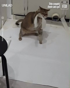 5M views · 69K reactions | "We set up a sticky tape trap so our cats wouldn't touch the wet paint..."  | UNILAD | Facebook