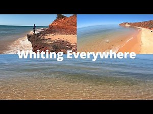 Shark Bay Whiting Fishing At Its Best!! Ep.10