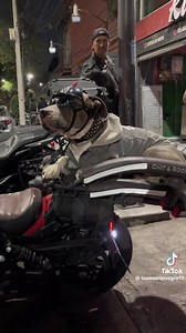 3.9K views · 208 reactions | Cuando quieres llevar a tu mejor amigo en la moto. | MOTO GT | Facebook