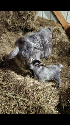 This little girl decided to arrive today. Miniature Silky Fainting Goat baby 🥰 #faintinggoats #minisilkyfaintinggoat #goats