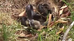 38K views · 216 reactions | RABBIT VS. SNAKE! - You don't mess with a momma's babies! This rabbit destroys the snake she found in her nest! | Woods 'N Water Magazine | Facebook