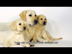 101 Crazy Dog Facts You Never Knew!