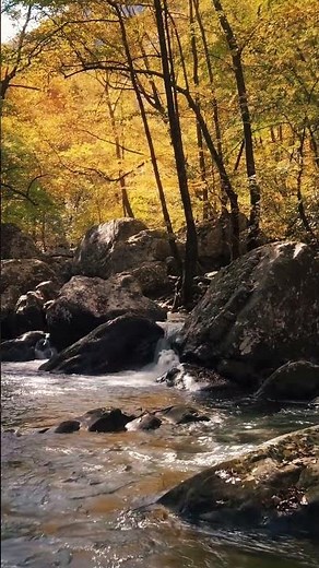 Relaxation nature, bruits de la nature avec musique relaxante