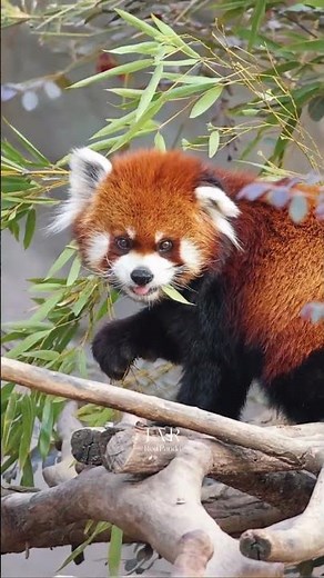 Discover the Enchanting Red Panda World