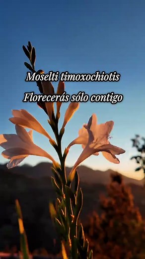 Aprende Náhuatl: Palabras y Significados Importantes