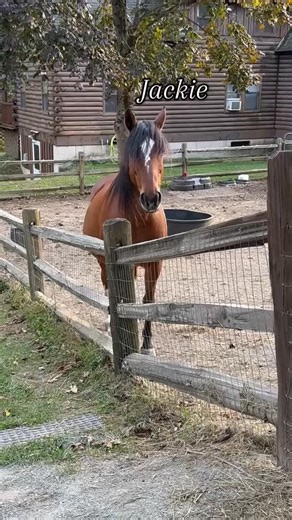 28 reactions | Equi Evolution on Reels | Facebook