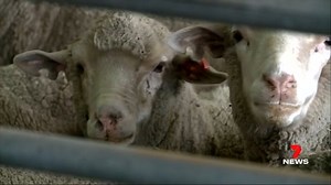 CRISIS MEETING HELD WITH WA FARMERS The State Government has met with farming groups to hear how it can better support sheep producers in a time of crisis. Industry confidence and sheep prices have plummeted as Canberra's live sheep export ban begins to loom. | 7NEWS Regional WA