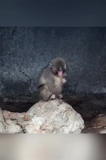 Baby Macaque's Adorable Moment at Ichikawa City Zoo