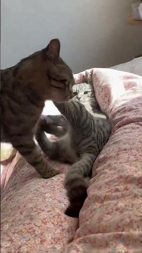 Two Cats Fighting Like Crazy! Who Will Win This Epic Battle?