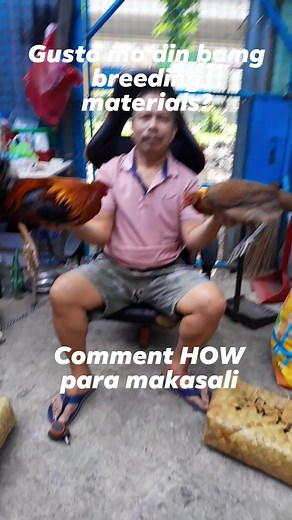 15K views · 237 reactions | Sino kaya ang makakakuha ng next breeding pair? Baka para sa iyo talaga ito. Comment how para makasali #gamefowlbreeder #gamefowlmovement #ForBreedingpurposesOnly #manokislife #manok #backyardchickens #sisiw #gamefowl | Master Marcus | Facebook
