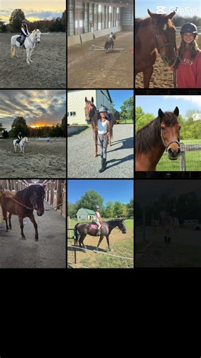 My favorite horse vids/pics #goviral #horse