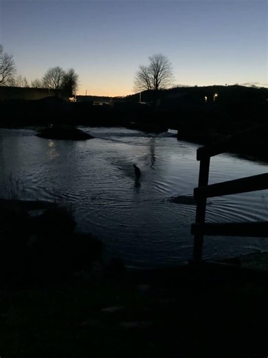 ‘Doti’ the border collie - Twilight swim #bordercollie #mindfulness #puppy #chill #collie