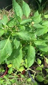 Chili Pepper Plants in containers