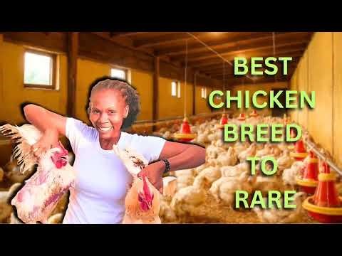 Which Grows Faster, Broiler or Cockerel? Watch to Find Out! #cockerel #broilerchickens #goviral