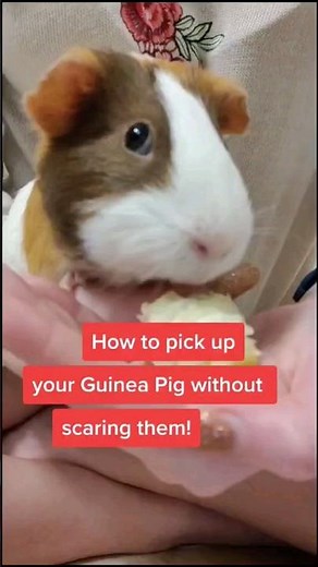 How to pick up guinea pigs without scaring them! - A taming & handling exercise