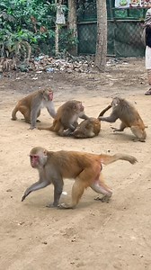 318K views · 3.2K reactions | Monkey's big fight to each other . . . . . . . . . . #LaughWithAnimals #monkeyfight #animalsfight | Laugh with Animals | Facebook