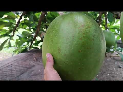 COITÉ / CABAÇA - crescentia cujete ( planta incrível )