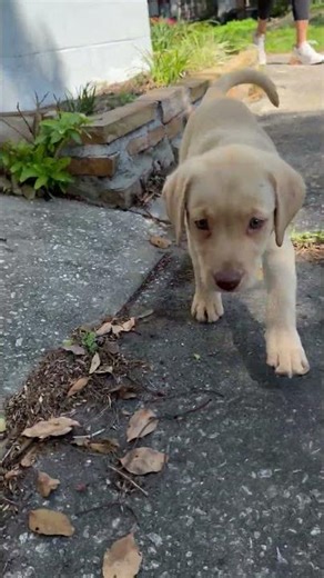 Sadie Puppy 3-28-26 | Dr. Paul Borosky, MBA.