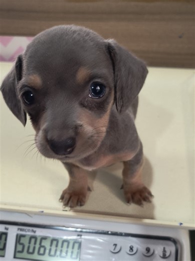 Pesagem do Dachshund: 700 gramas de amor e resmungo