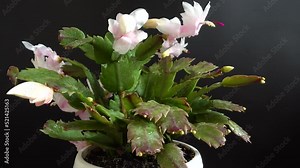 Schlumbergera truncata. Zygocactus. Filming on a black