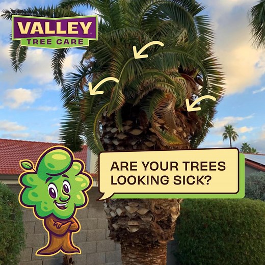 🍁October is perfect for planting! Set your trees up for success with strong roots that grow deep before next summer. | Valley Tree Care