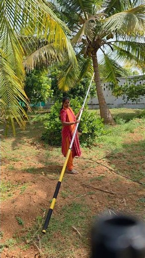 Harvesting fruits with mango picker, papaya picker, lemon picker,pruning saw