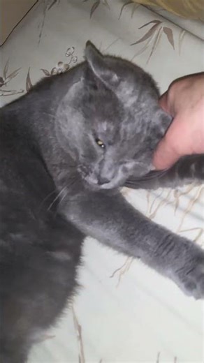 Shap up you.#life #awareness #pets #cat #catshorts #kingsguard #behavior #fyp